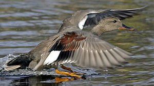 Canard chipeau 
&copy; Michel Lamarche