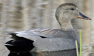 Canard chipeau 
&copy; Michel Lamarche