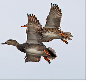 Canard chipeau 
&copy; Michel Lamarche