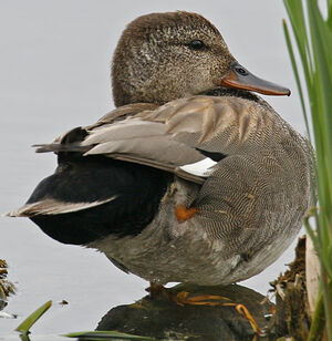 Canard chipeau 
&copy; Michel Lamarche