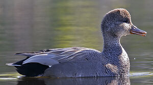 Canard chipeau 
&copy; Michel Lamarche