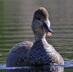 Canard chipeau 
&copy; Michel Lamarche
