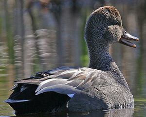 Canard chipeau 
&copy; Michel Lamarche