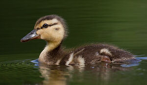 Mallard 
&copy; Michel Lamarche