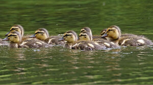 Mallard