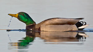 Mallard 
&copy; Michel Lamarche