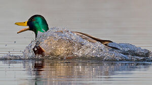 Mallard 
&copy; Michel Lamarche