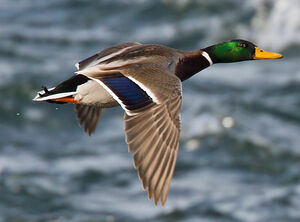 Mallard 
&copy; Michel Lamarche
