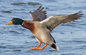 Mallard 
&copy; Michel Lamarche