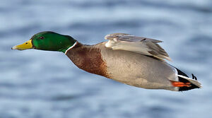 Mallard 
&copy; Michel Lamarche