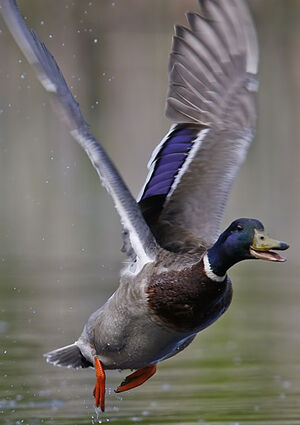 Mallard 
&copy; Michel Lamarche