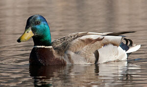 Mallard 
&copy; Michel Lamarche