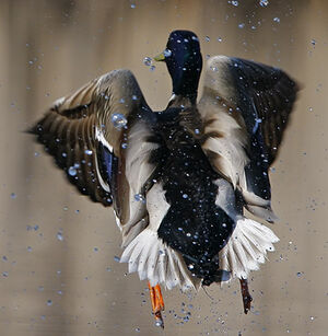 Mallard 
&copy; Michel Lamarche