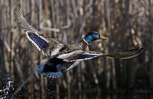 Mallard 
&copy; Michel Lamarche