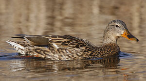 Mallard 
&copy; Michel Lamarche