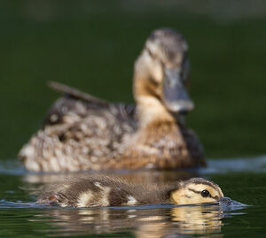 Mallard 
&copy; Michel Lamarche