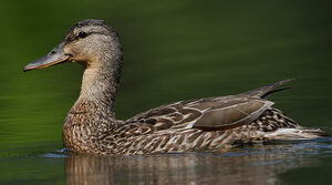 Mallard 
&copy; Michel Lamarche