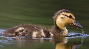 Mallard 
&copy; Michel Lamarche