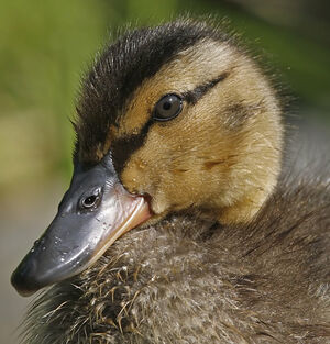 Mallard 
&copy; Michel Lamarche