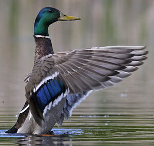 Mallard