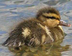 Mallard 
&copy; Michel Lamarche