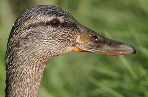 Mallard 
&copy; Michel Lamarche