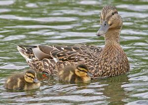 Mallard 
&copy; Michel Lamarche