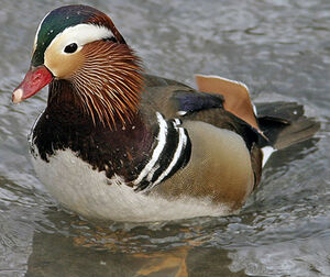 Canard mandarin