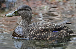 American Black Duck 
&copy; Michel Lamarche