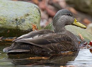American Black Duck 
&copy; Michel Lamarche