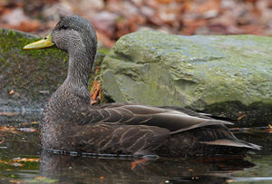 American Black Duck 
&copy; Michel Lamarche