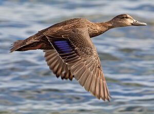 American Black Duck 
&copy; Michel Lamarche