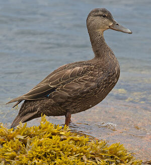 American Black Duck 
&copy; Michel Lamarche