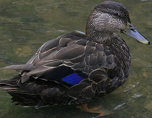 American Black Duck 
&copy; Michel Lamarche