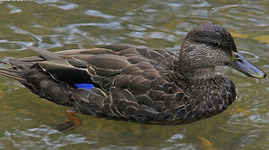 American Black Duck 
&copy; Michel Lamarche
