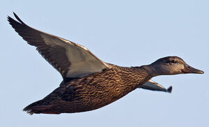 American Black Duck 
&copy; Michel Lamarche