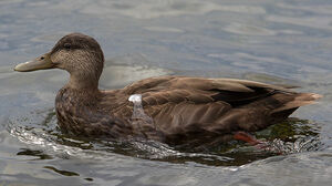 American Black Duck 
&copy; Michel Lamarche