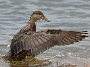 American Black Duck 
&copy; Michel Lamarche