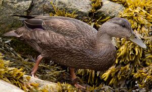 American Black Duck 
&copy; Michel Lamarche