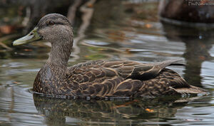 American Black Duck 
&copy; Michel Lamarche