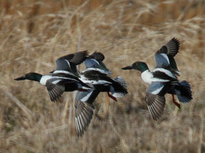 Canard souchet