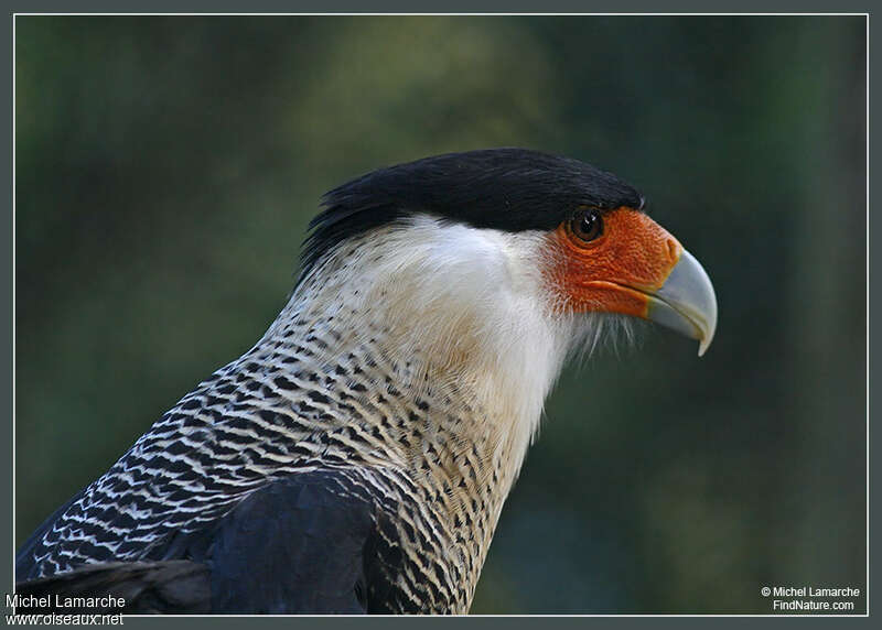 Crested Caracara (cheriway)adult, close-up portrait