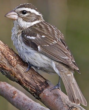 Rose-breasted Grosbeak 
&copy; Michel Lamarche