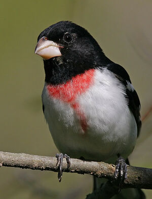 Rose-breasted Grosbeak 
&copy; Michel Lamarche