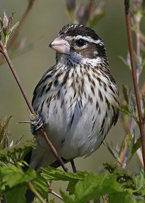 Rose-breasted Grosbeak 
&copy; Michel Lamarche
