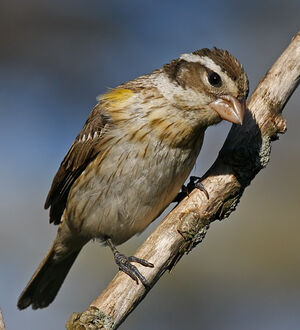 Rose-breasted Grosbeak 
&copy; Michel Lamarche
