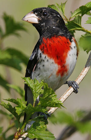 Rose-breasted Grosbeak 
&copy; Michel Lamarche