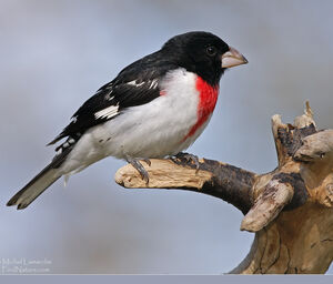 Rose-breasted Grosbeak 
&copy; Michel Lamarche