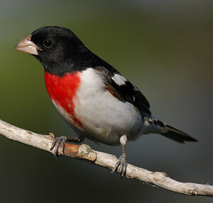 Rose-breasted Grosbeak 
&copy; Michel Lamarche