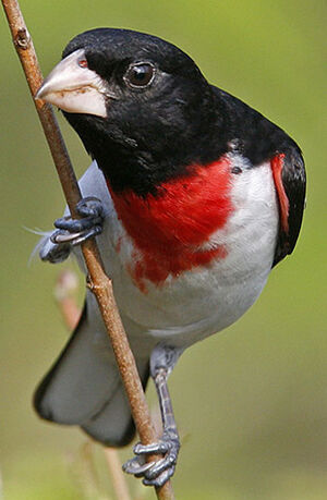 Rose-breasted Grosbeak 
&copy; Michel Lamarche